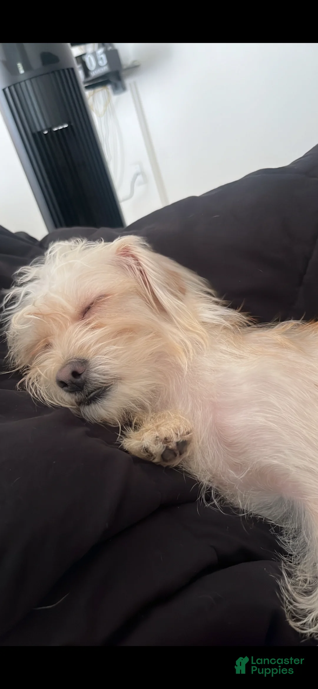 Shihpoo dogs for sale: Shihpoo 1 - Ad 1