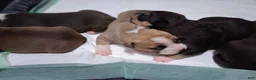 American Bully dogs for sale: American Bully Puppy 5 - Ad 13