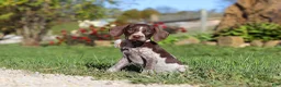 German Shorthaired Pointer dogs for sale: Allie - Ad 6