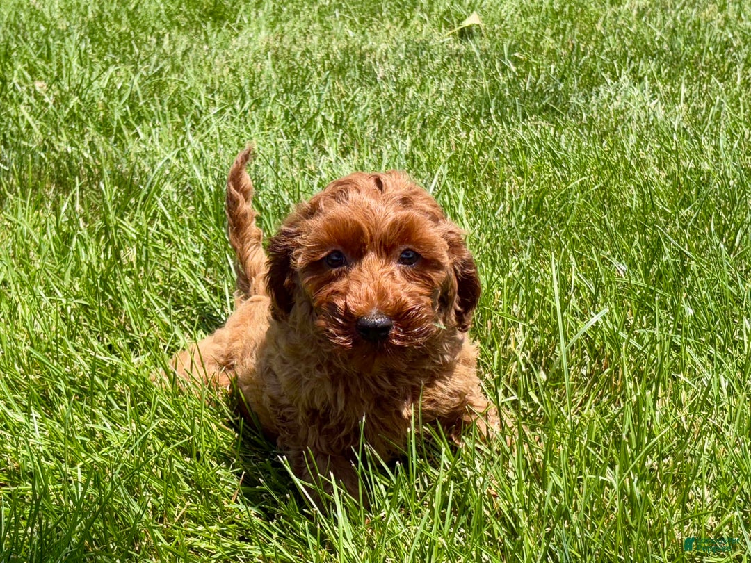 Cockapoo dogs for sale: Raina - Ad 2
