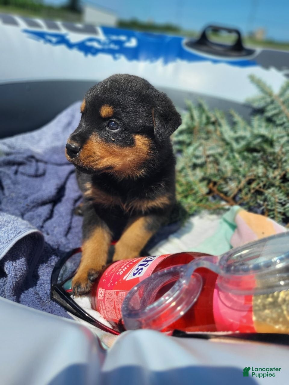 Rottweiler dogs Ellis - Ad 2