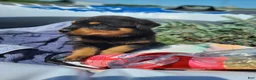 Rottweiler dogs for sale: Ellis - Ad 2