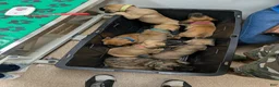 English Mastiff dogs for sale: Sassy (Hot Pink) - Ad 7