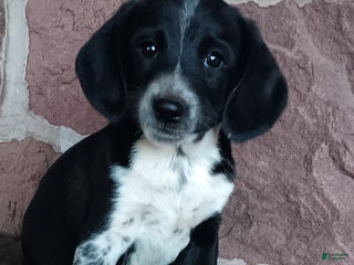 Mixed Breed dogs Leo - Ad 41