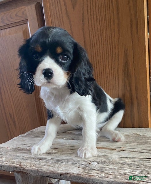 Cavalier King Charles Spaniel dogs Gabby- black tricolor - Ad 1