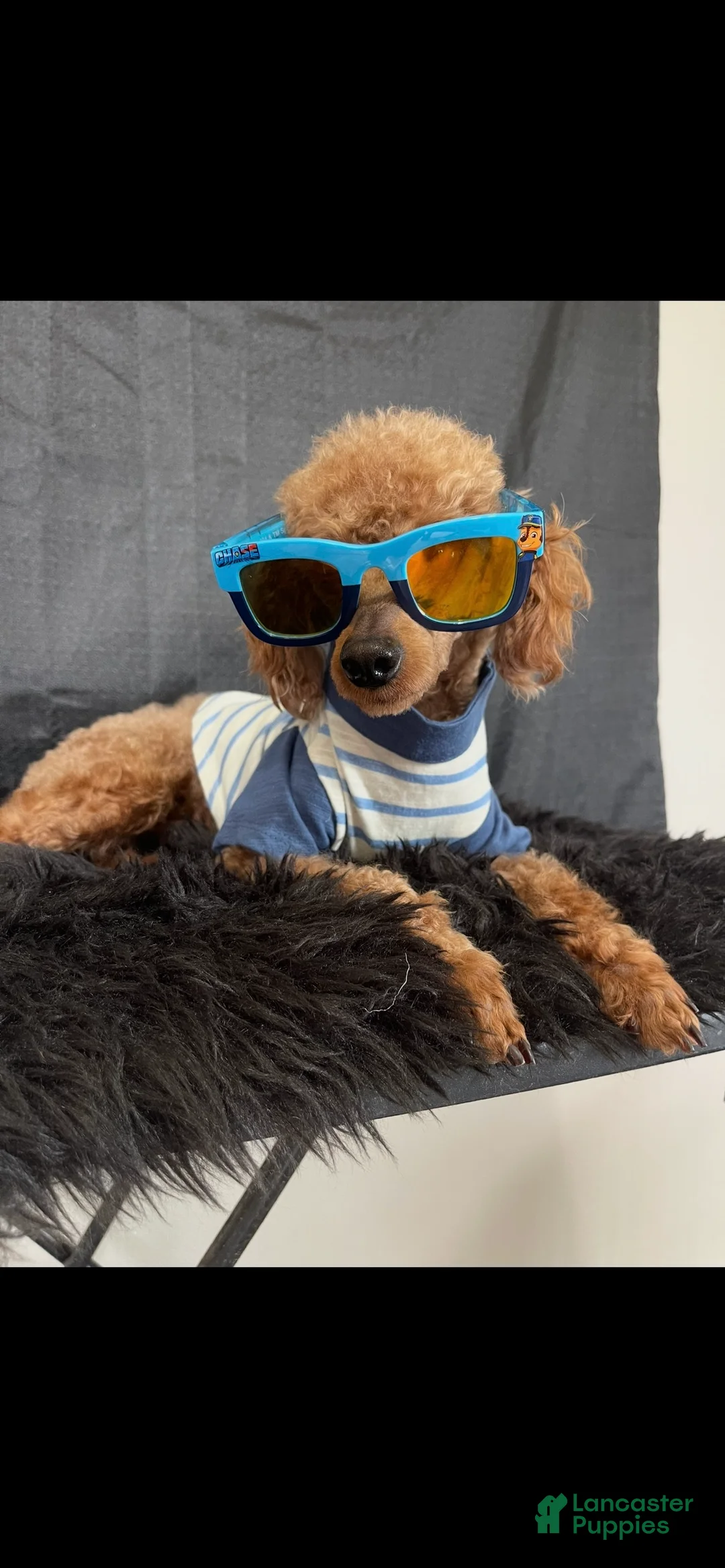 Toy Poodle dogs for sale: Akc Clear 🧬 Bred Red Proven Milo - Ad 1