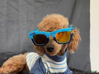 Toy Poodle dogs for sale: Akc Clear 🧬 Bred Red Proven Milo - Ad 3