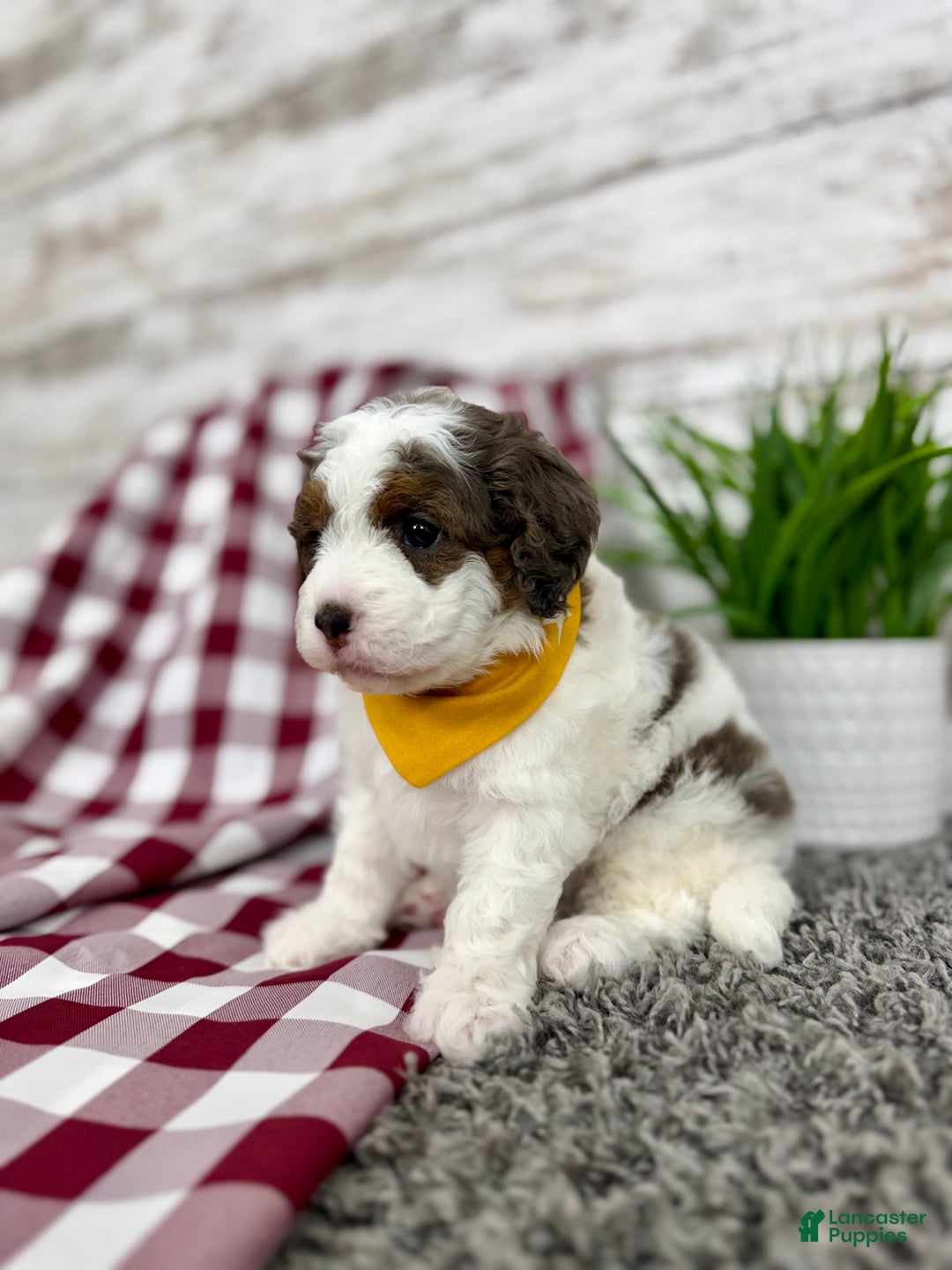 Mini Bernedoodle dogs for sale: Daisy - Ad 4