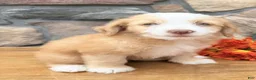 Mixed Breed dogs for sale: Blondie - Ad 4