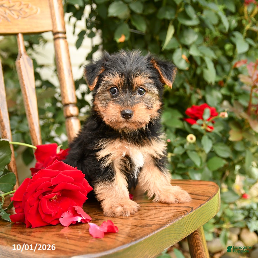 Yorkshire Terrier dogs Waffles - Ad 1