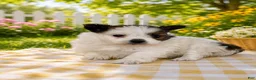 Pomeranian dogs for sale: Gigi  - Ad 3