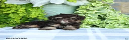 Havapoo dogs for sale: Matthew - Ad 3