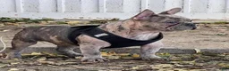 French Bulldog dogs for sale: French Bulldog 2 - Ad 4
