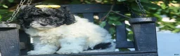 Cavapoo dogs for sale: Gracie  - Ad 16