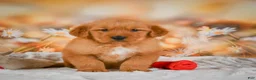Golden Retriever dogs for sale: Cash - Ad 9