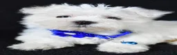 Maltese dogs for sale: Zebrina - Ad 5