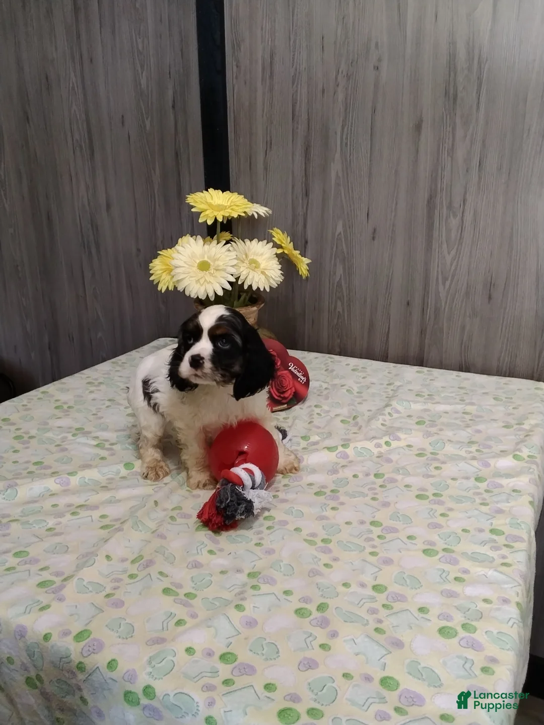 Cocker Spaniel dogs for sale: Duncan - Ad 3