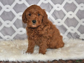 Mini Goldendoodle dogs - Ad 3