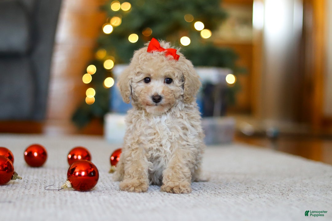 Miniature Poodle dogs for sale: Besty - Ad 1