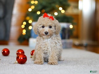 Miniature Poodle dogs Besty - Ad 36