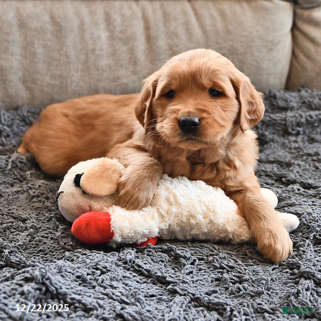 Golden Retriever dogs for sale: Russell - Ad 3