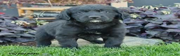 Mixed Breed dogs for sale: Chance - Ad 3