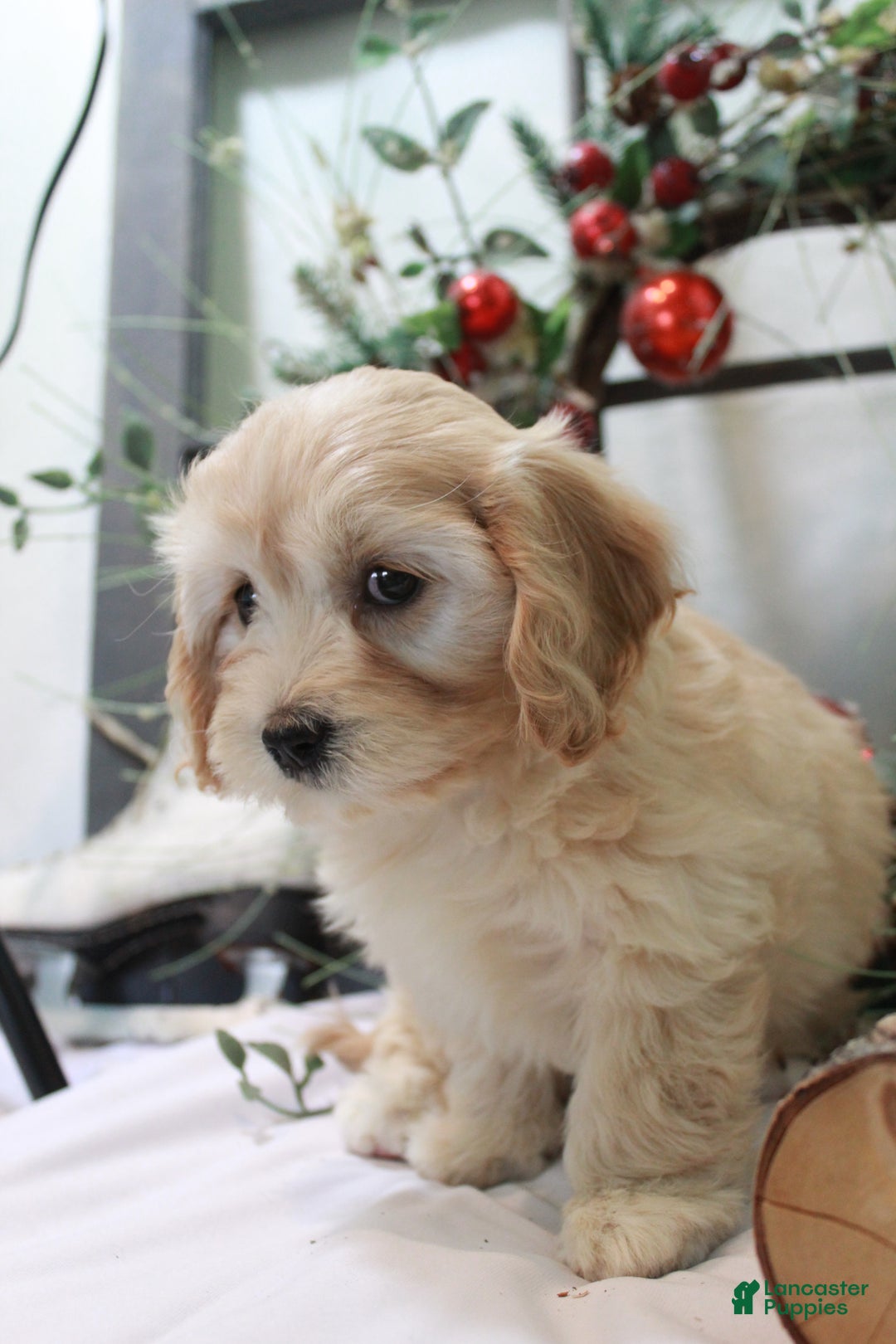 Cavachon dogs for sale: Snowball - Ad 2