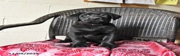 Labrador Retriever dogs for sale: Bella   - Ad 4