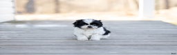 Shih Tzu dogs for sale: Tanisha - Ad 3