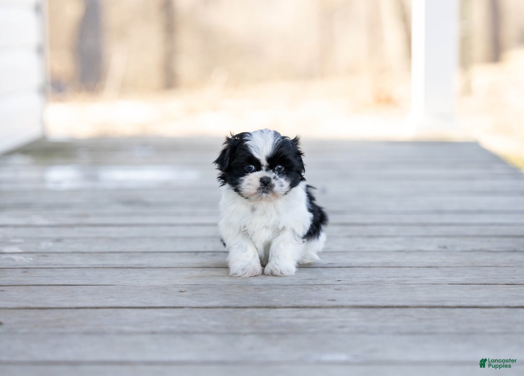 Shih Tzu dogs for sale: Tanisha - Ad 3