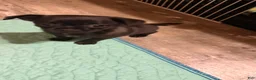 Chihuahua dogs for sale: Chihuahua 3 - Ad 7