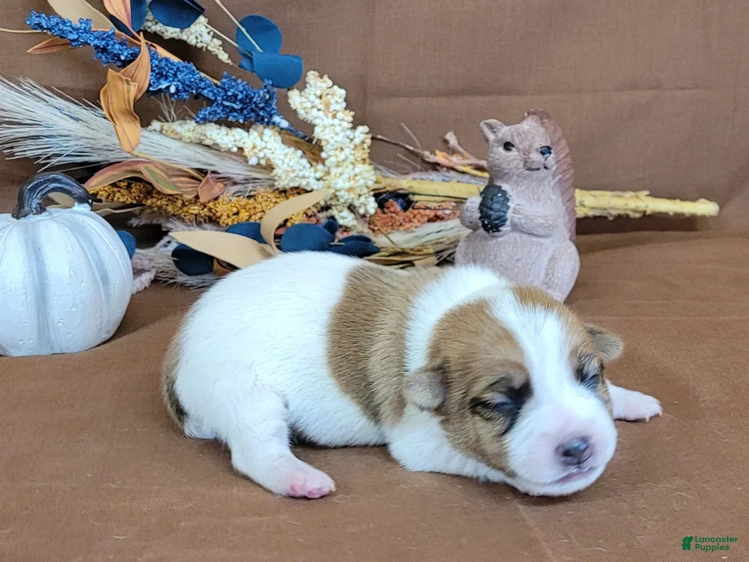 Jack Russell Terrier dogs for sale: TONKA purebred JRT - Ad 7