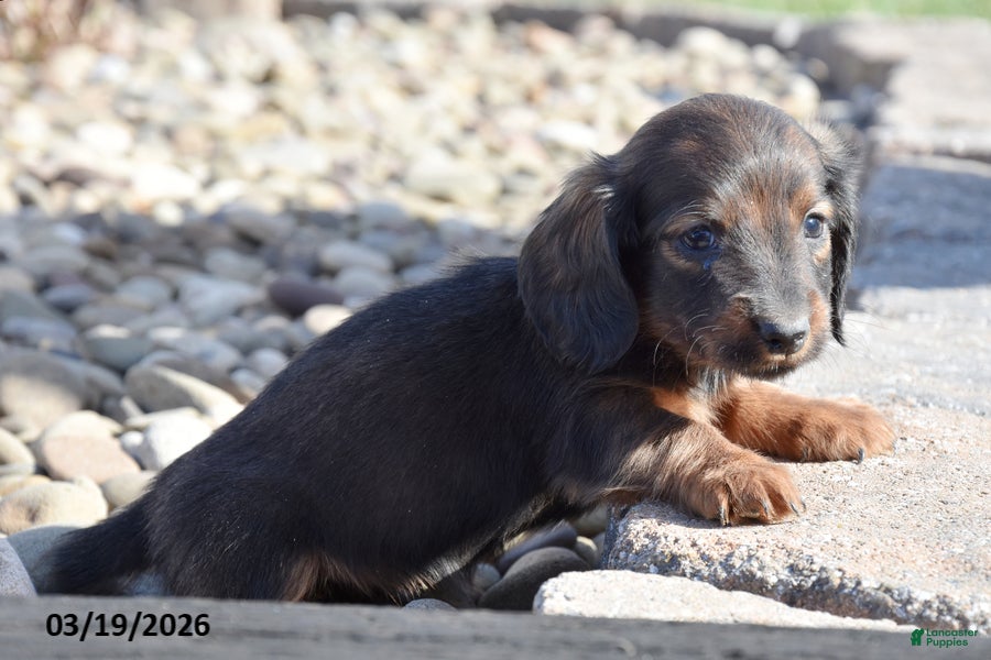 Miniature Dachshund dogs Heath - Ad 2
