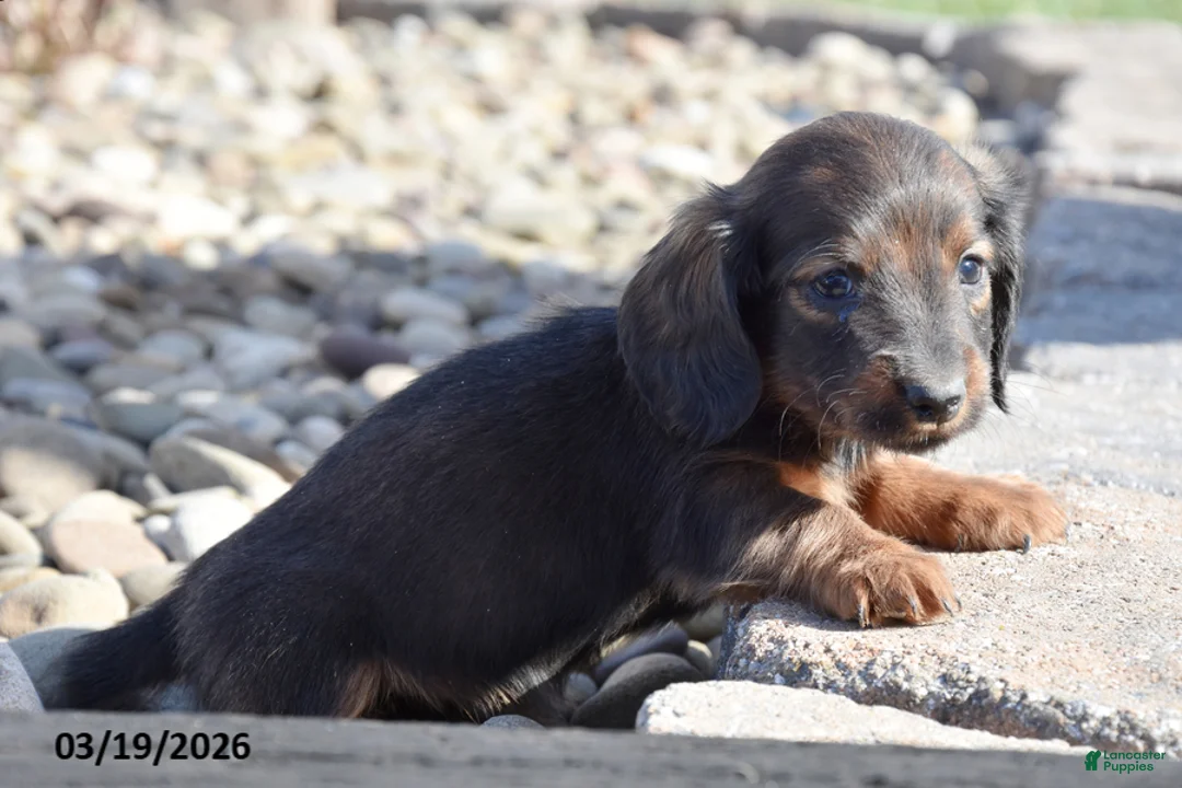 Miniature Dachshund dogs for sale: Heath - Ad 2