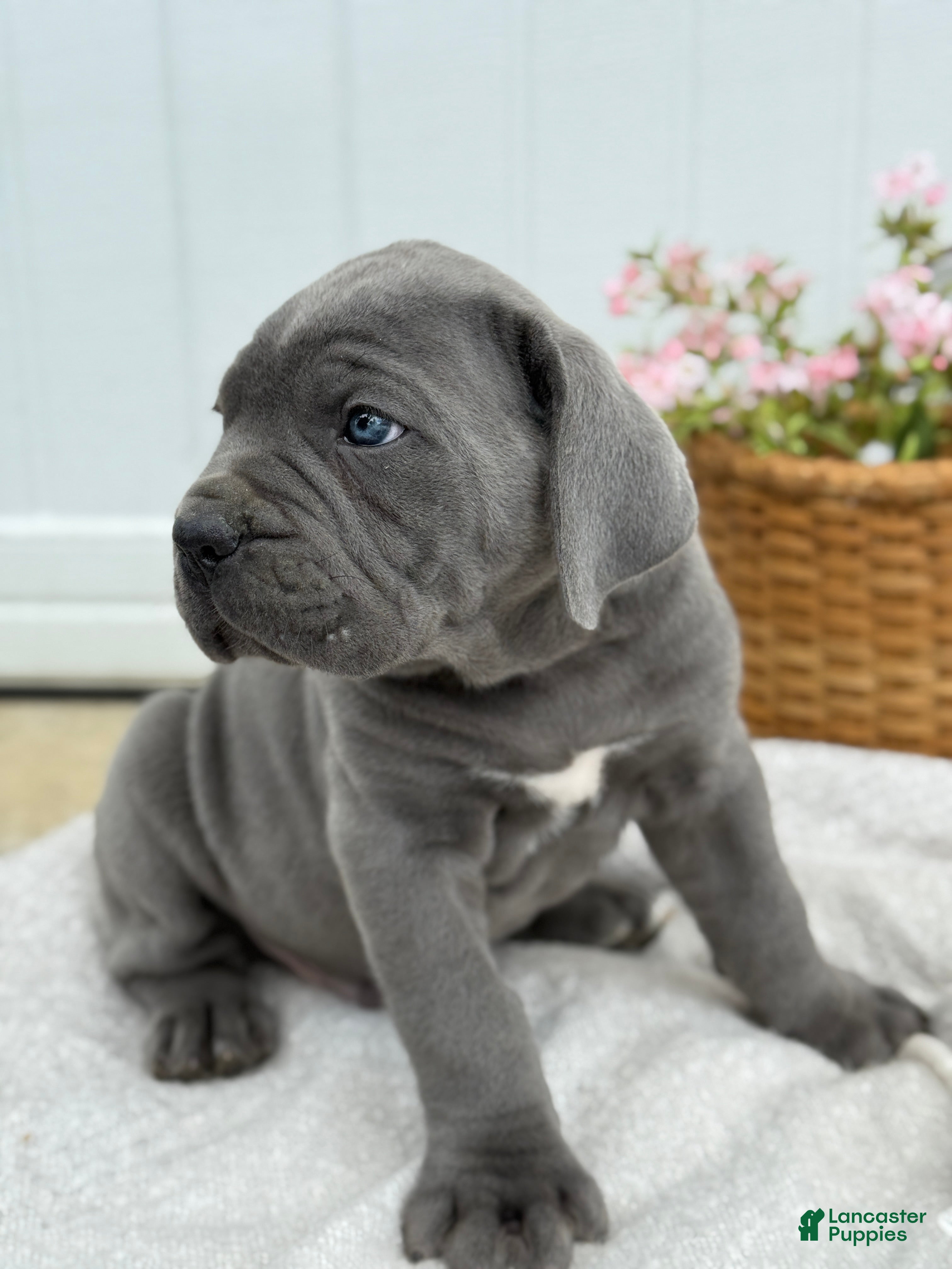Cane Corso dogs Bane - Ad 2
