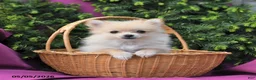 Pomeranian dogs for sale: Rosie Extra Small - Ad 1