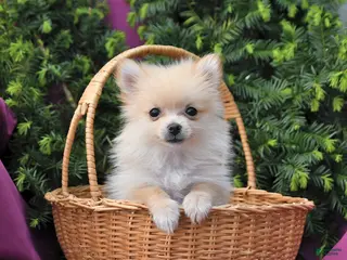 Pomeranian dogs for sale: Rosie Extra Small - Ad 2