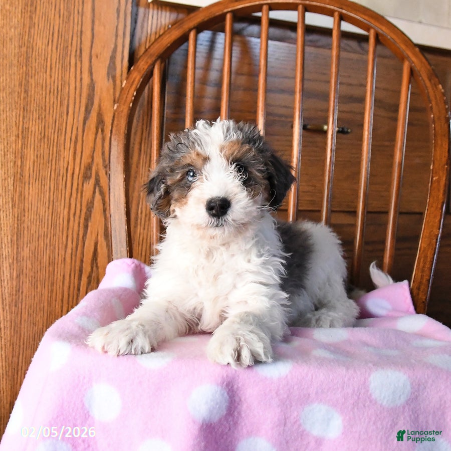 Mini Bernedoodle dogs Vincent - Ad 2
