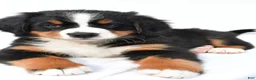 Bernese Mountain Dog dogs for sale: Penny - Ad 6