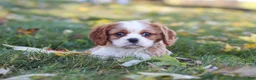 Cavalier King Charles Spaniel dogs for sale: Bingo - Ad 9
