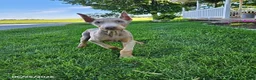 Doberman Pinscher dogs for sale: Griffin - Ad 7