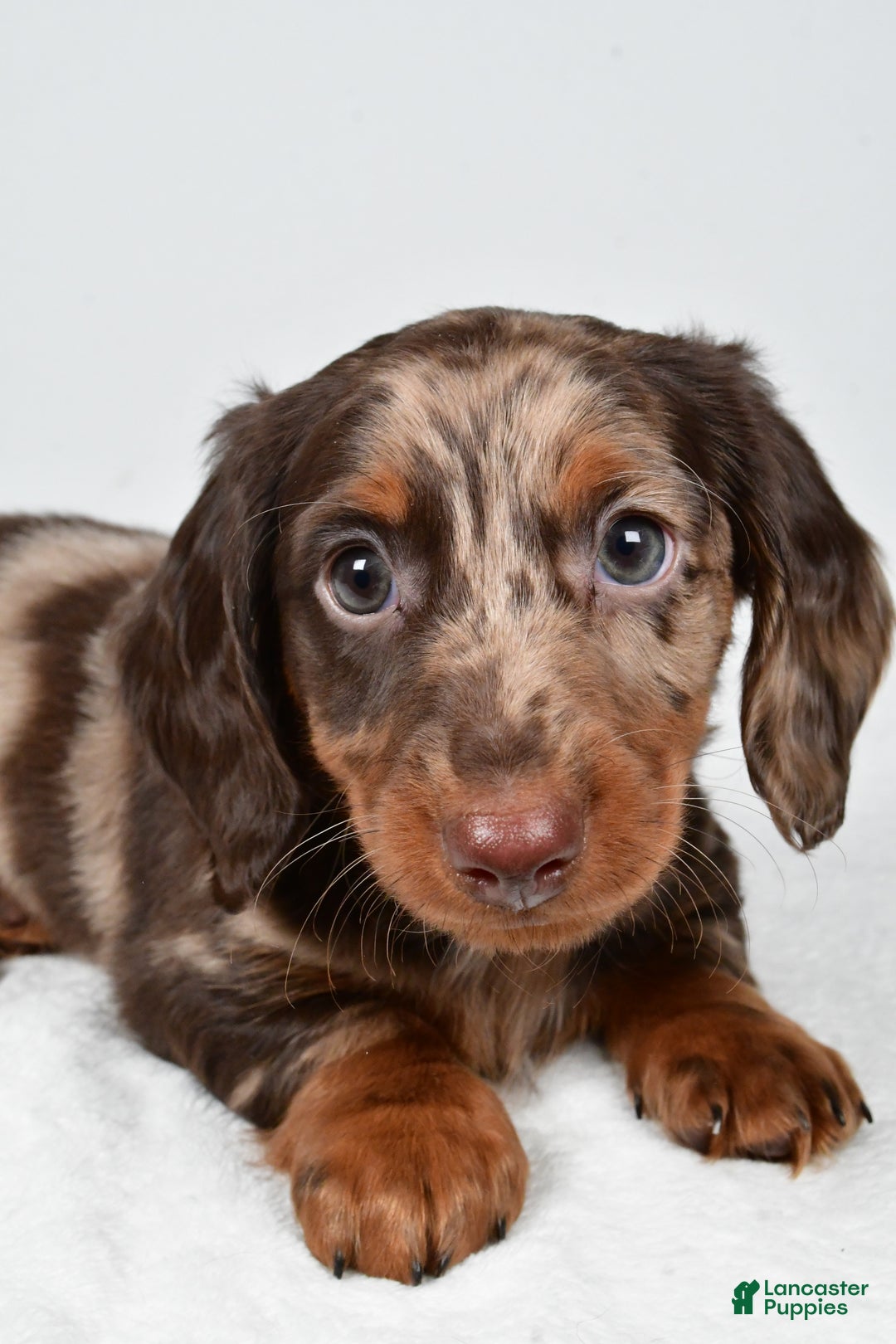 Miniature Dachshund dogs for sale: Asher - Ad 3