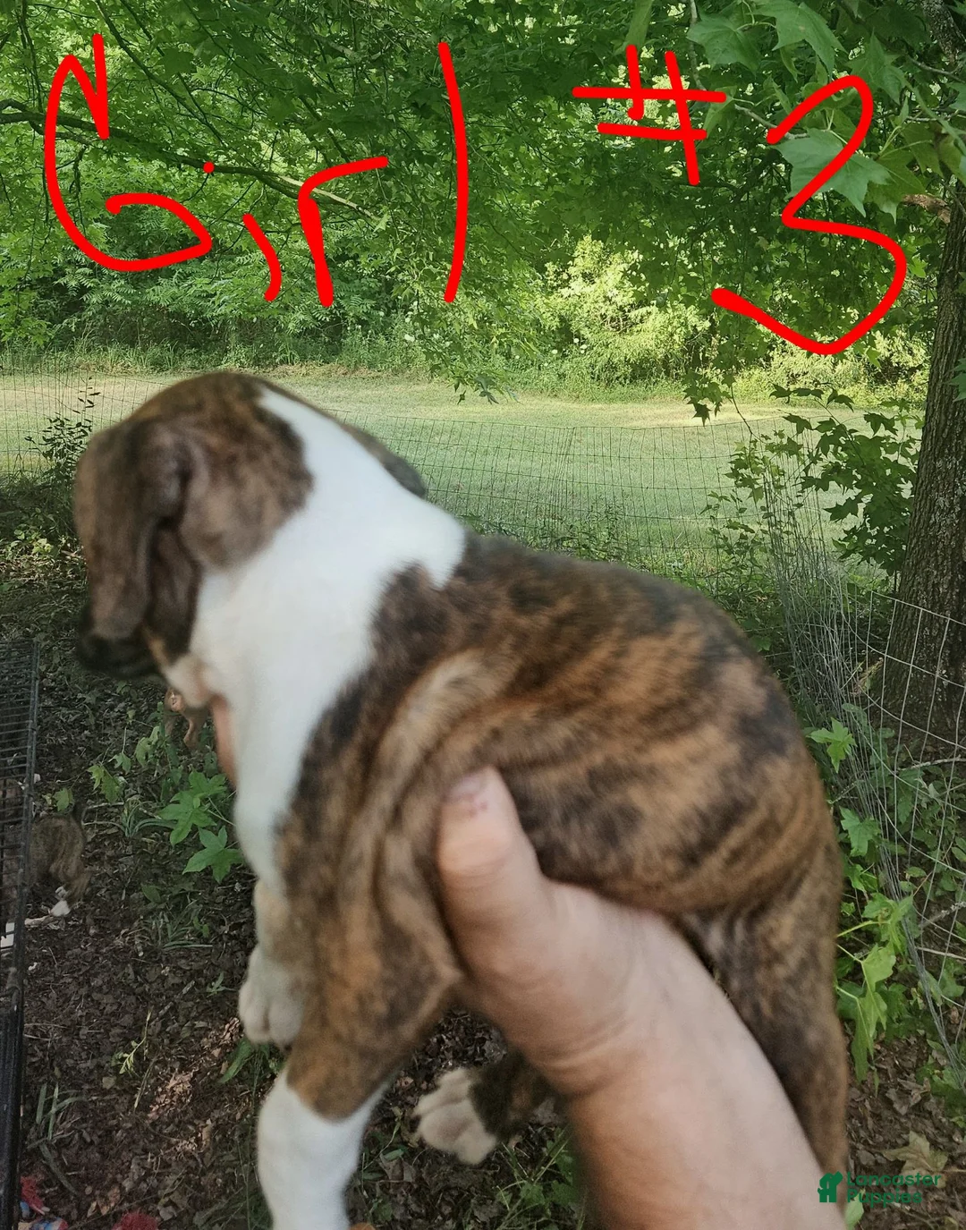 Boxer dogs for sale: Boxer 7 - Ad 2