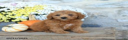 Miniature Poodle dogs for sale: Stetson - Ad 2