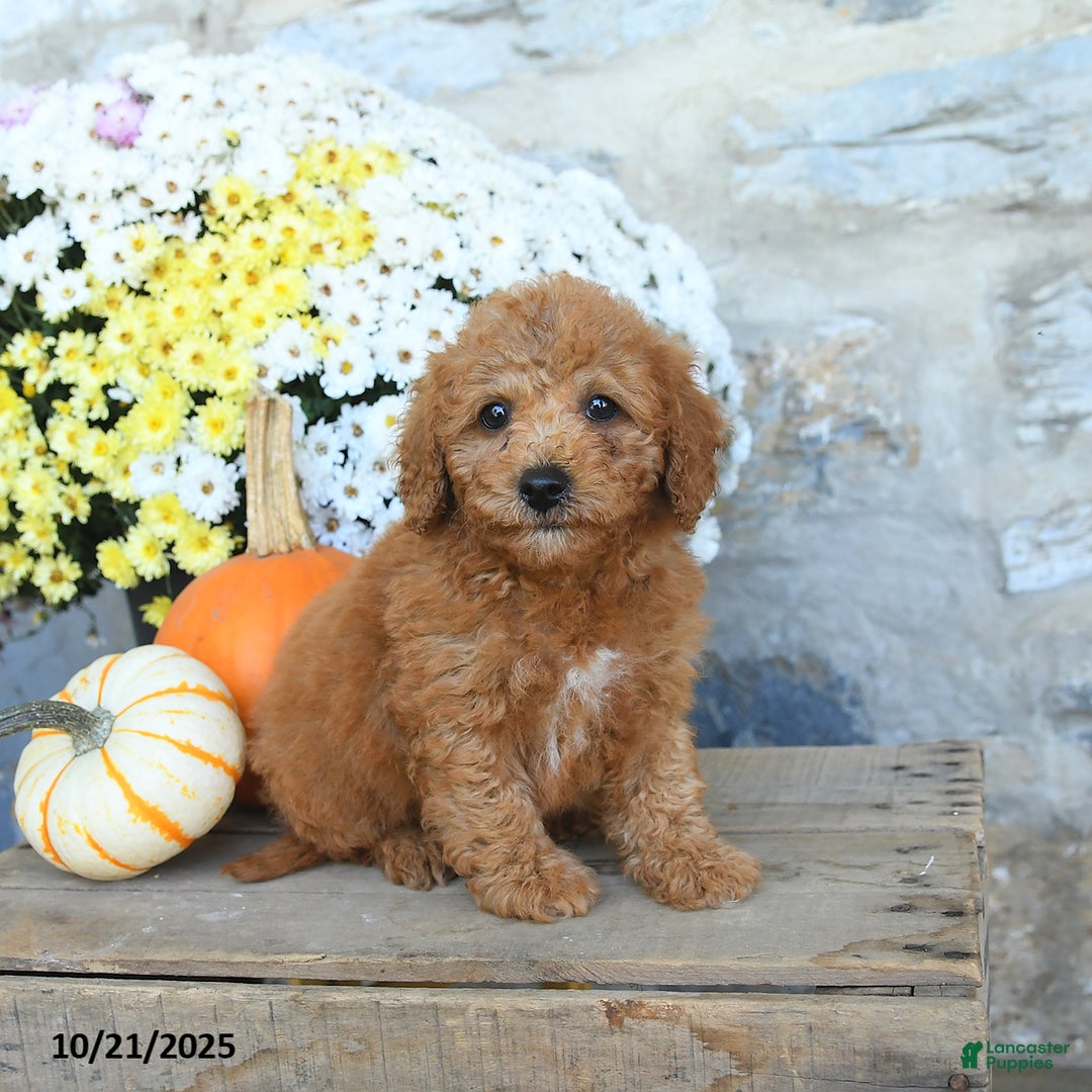 Miniature Poodle dogs for sale: Stetson - Ad 2