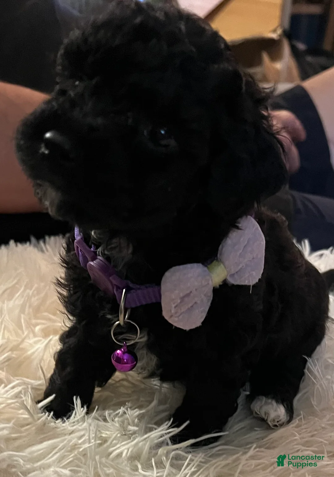 Toy Poodle dogs for sale: Penelope - Ad 1