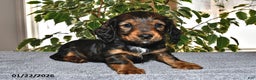 Miniature Dachshund dogs for sale: Stella - Ad 4