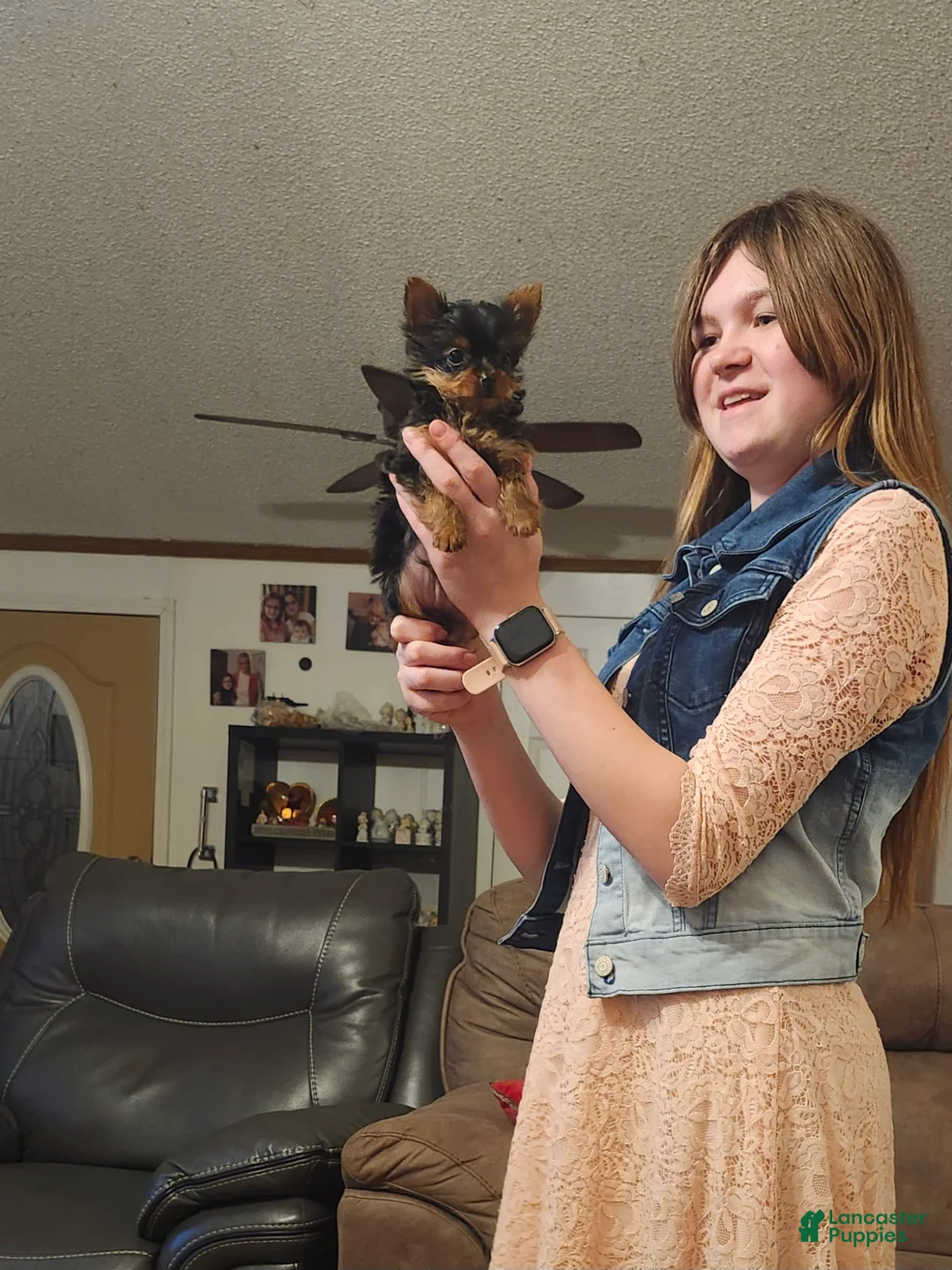 Yorkshire Terrier dogs for sale: Yorkshire Terrier Puppy 1 - Ad 2