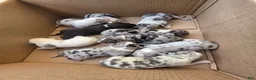 American Bully dogs for sale: American Bully 7 - Ad 4