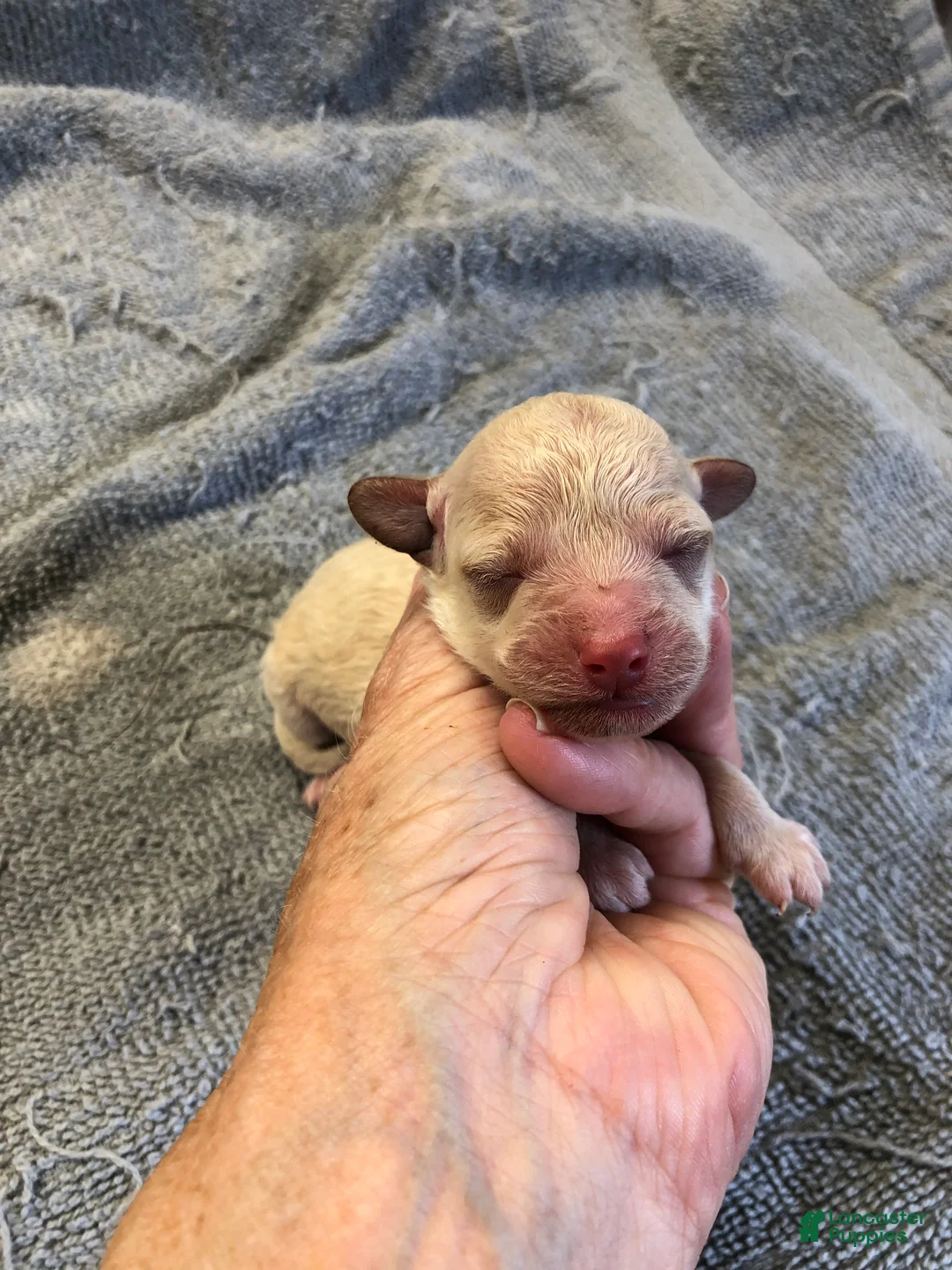 Toy Poodle dogs for sale: Teddy - Ad 2